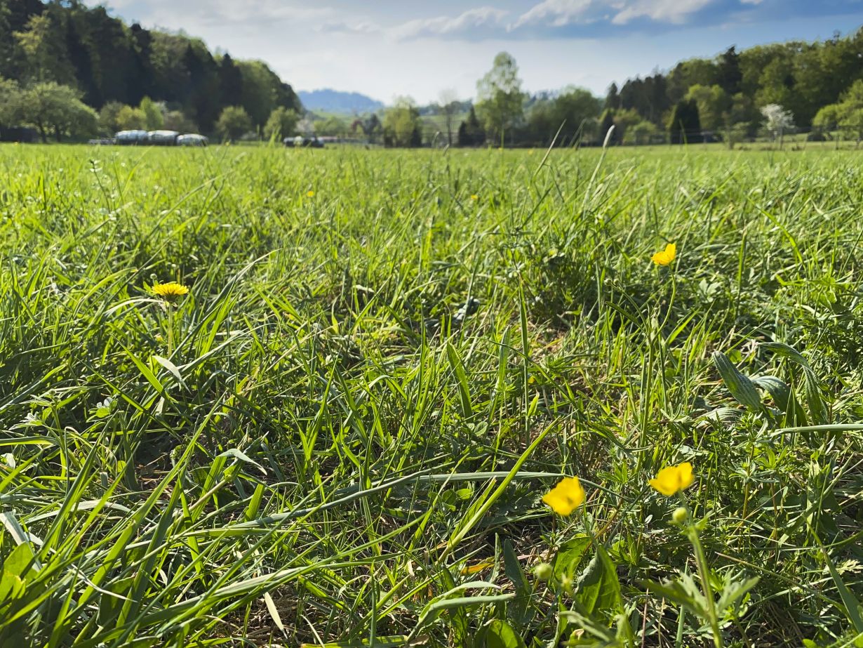 Using knowledge of biological systems for ecological business management is the basic idea of bioeconomy. (Photo: Gabi Zachmann, KIT) 