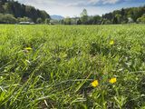 Using knowledge of biological systems for ecological business management is the basic idea of bioeconomy. (Photo: Gabi Zachmann, KIT) 