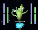 An der Modellpflanze Ackerschmalwand wurden mithilfe des Proteins Cas9 erst-mals Chromosomen neu zusammengesetzt. (Abbildung: Angelina Schindele, KIT)