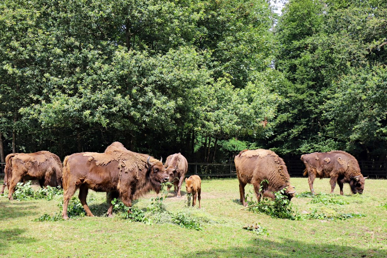 Zu Beginn des 20. Jahrhunderts waren Wisente fast ausgestorben. 2013 haben Artenschützer im Rothaargebirge wieder eine Herde angesiedelt. (Foto: Timo Deible, Zoo Karlsruhe) 