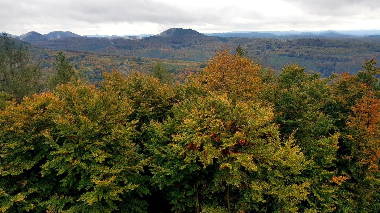 Extreme weather events and bark beetles damage the forests. The conversion to mixed forests could make the stands more resistant. (Photo: Gabi Zachmann, KIT)