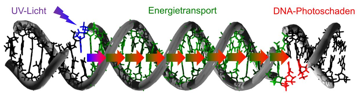 Bis zu 30 DNA-Bausteine entfernt von der Stelle des Lichteintrags lassen sich Schäden an der DNA nachweisen. (Grafik: Hans-Achim Wagenknecht, KIT) 