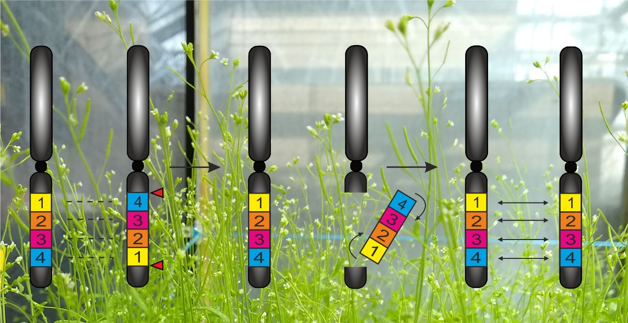 An inversion (left) in thale cress (background) can be undone with CRISPR/Cas (center) to reactivate the exchange of genes (right) in the said section. (Figure: Michelle Rönspies/KIT) 