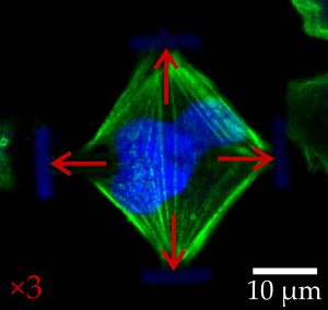 Lichtmikroskopische Aufnahmen von gefärbten embryonalen Mauszellen im normalen (links) und im gestreckten Zustand (rechts). Die roten Pfeile verdeutlichen die einwirkenden Kräfte. (Abbildung: Marc Hippler, KIT)