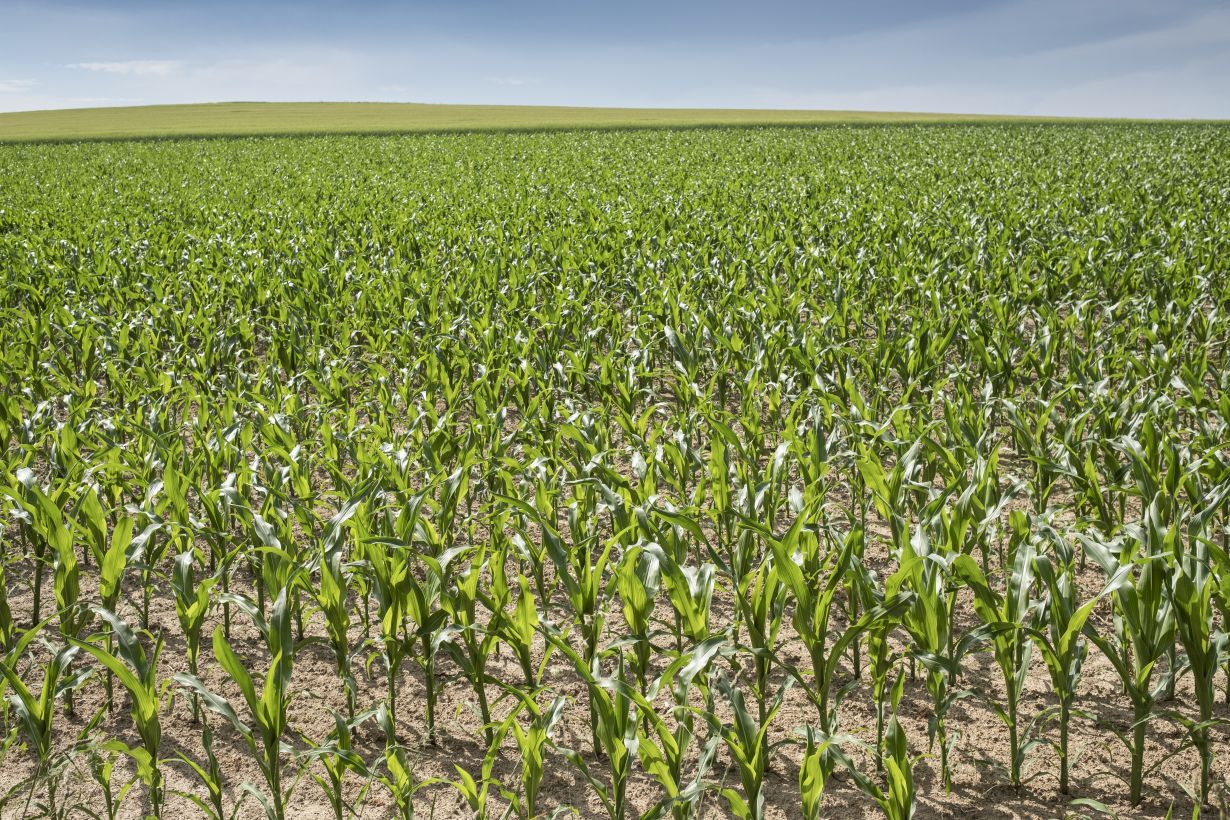 By high imports of agricultural products, the EU is outsourcing environmental damage, the researchers of KIT say. (Photo: Markus Breig, KIT 