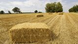 Stroh und weitere Reststoffe aus der Landwirtschaft könnten künftig direkt auf dem Bauernhof in Materialien und Energieträger umgewandelt werden. (Foto: KIT) 