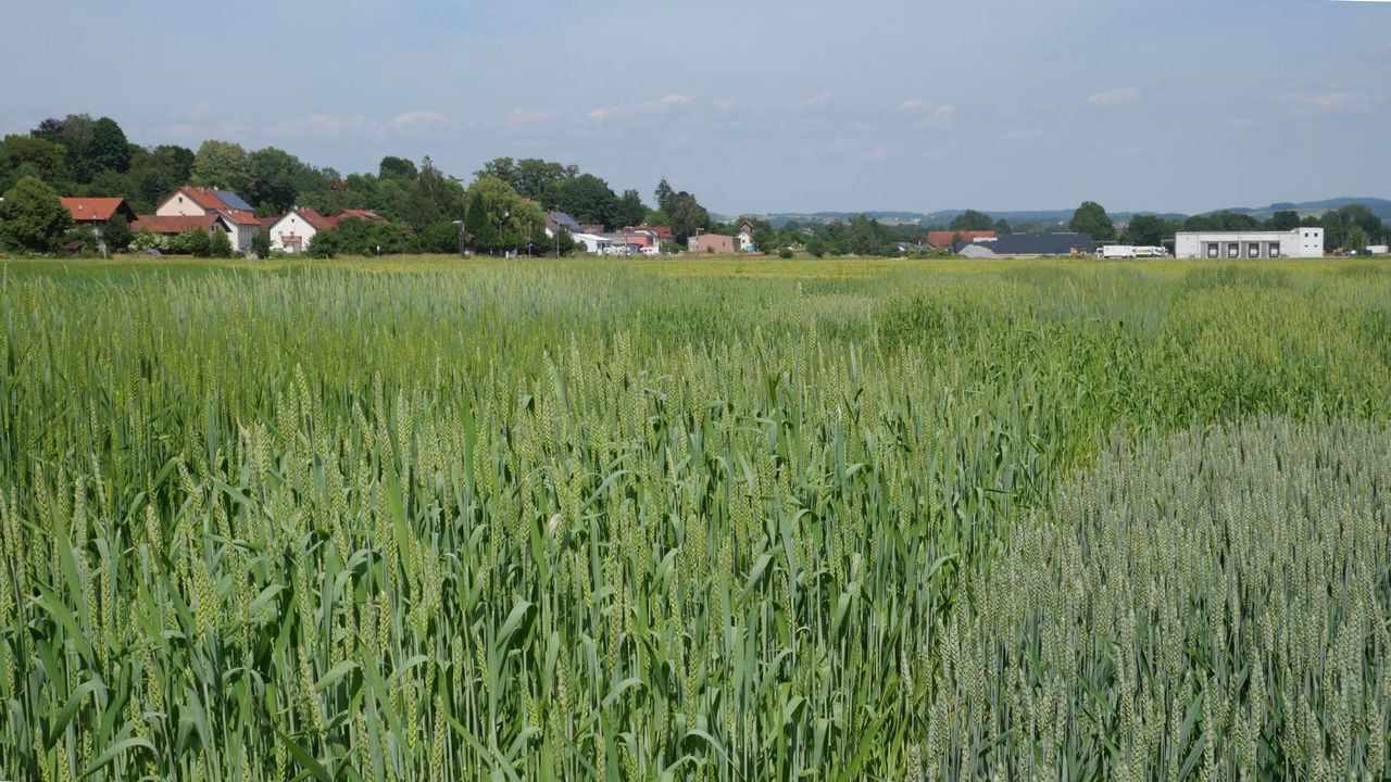 2021_057_Nachhaltige Ernaehrung - Mit alten Landsorten zu vertraeglicheren Getreideprodukten_72dpi