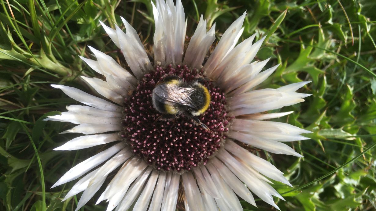 A white-tailed bumblebee (bombus lucorum) visits a thistle at Kreuzeck, Garmisch-Partenkirchen. Populations of many European bumblebee species are presently decreasing. (Photo: Penelope Whitehorn, KIT)