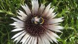 A white-tailed bumblebee (bombus lucorum) visits a thistle at Kreuzeck, Garmisch-Partenkirchen. Populations of many European bumblebee species are presently decreasing. (Photo: Penelope Whitehorn, KIT)