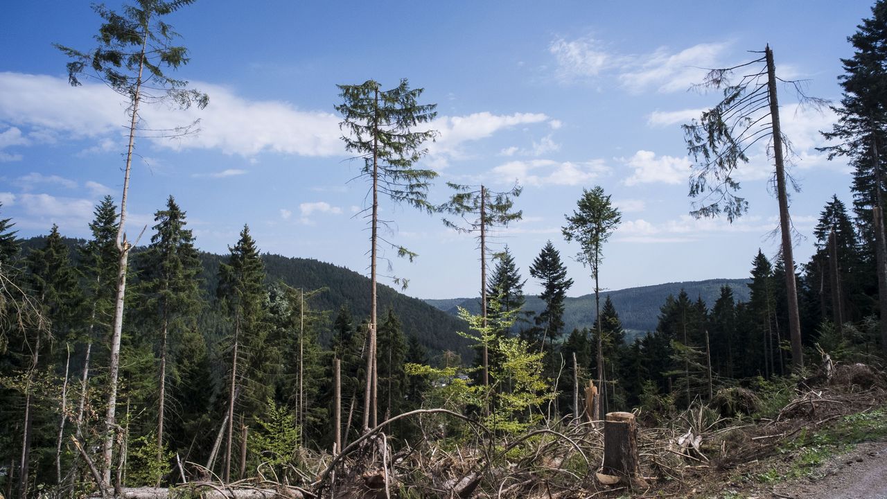 Windböen können schwere Schäden anrichten. Forscher des KIT wollen mit Methoden der Künstlichen Intelligenz ihre Wettervorhersage verbessern. (Foto: Markus Breig, KIT)