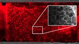 Die schwammähnliche Struktur des Chips (in grau) wurde mit Salzkristallen erzeugt. Die roten Mikroorganismen besiedeln sie im Labor innerhalb weniger Tage.   (Foto: Institut für Biologische Grenzflächen-1, KIT) 