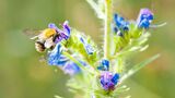 Arten- und funktionsreiche Ökosysteme können viel zur Minderung des Klimawandels beitragen. (Foto: Anastasiya Sultanova, KIT)