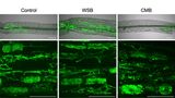 Die Symbiose der Tomatenpflanze mit den Mikropilzen ist besonders stark, wenn die Pflanze mit Biochar auf Weizenstrohbasis gedüngt wird (Mitte). (Ausführliche Bildunterschrift am Textende; Abbildung: JKIP, KIT)