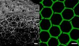 Neue Biomaterialien für die industrielle Biokatalyse: Enzymschäume bilden dreidimensionale poröse Netzwerke mit stabiler hexagonaler Wabenstruktur.  (Julian Hertel, KIT)