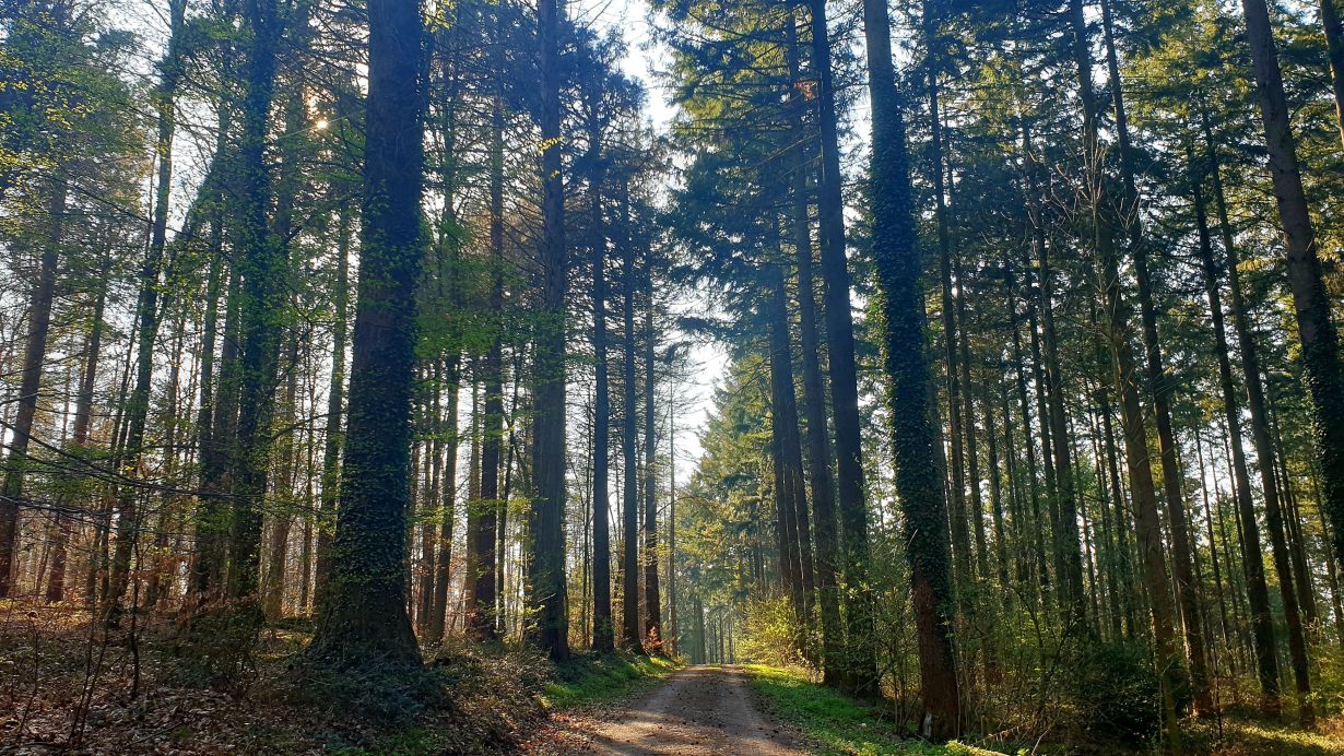 Forests can bind large quantities of carbon in their biomass and, hence, mitigate the effect of greenhouse gases. (Photo: Gabi Zachmann, KIT)