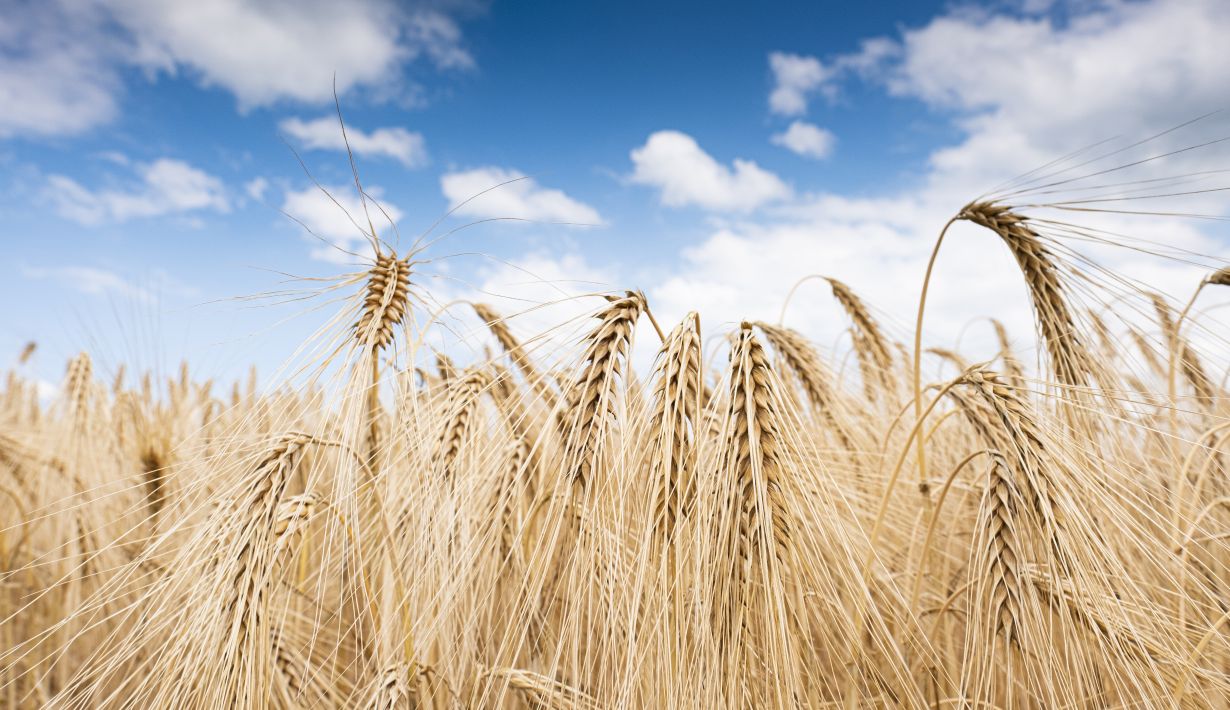 Der Anbau von Getreide erfordert weltweit einen hohen Einsatz von Stickstoffdünger. Forschende des KIT zeigen, dass sich eine globale Umverteilung positiv auf die Umwelt auswirken würde. (Foto: Markus Breig, KIT)