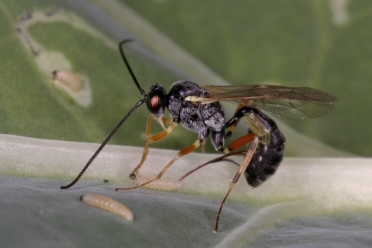 Does not fancy plant sweat: Protecting insects like this parasitic ichneumon