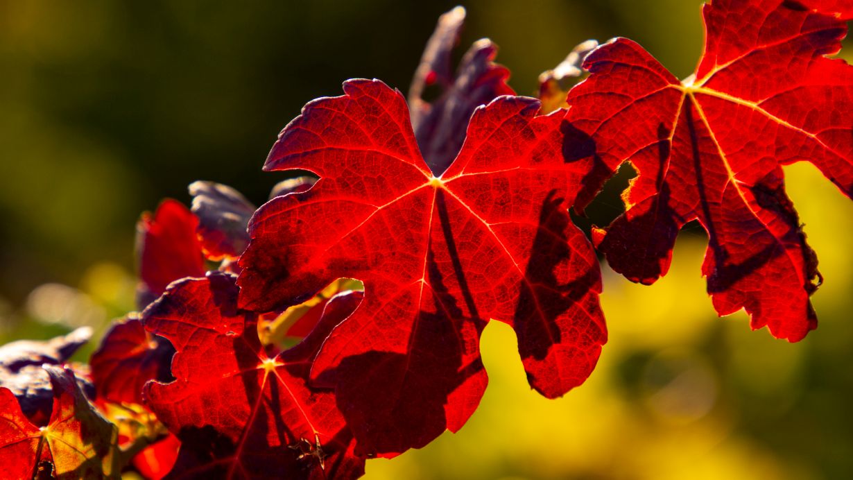 Herbstliche Blätter der Wildrebe, die in der Lage ist, auf salzigen Böden zu gedeihen. Forschende des KIT haben untersucht, wie das funktioniert. (Foto: Maren Riemann, KIT)