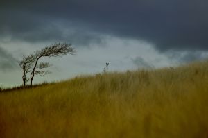 Wie entwickelt sich das Klima? Um Voraussagen zu treffen, bedarf es der Kenntnis des Austauschs zwischen Biosphäre und Atmosphäre. Damit befasst sich eine der neuen Helmholtz-Nachwuchsgruppen am KIT. 