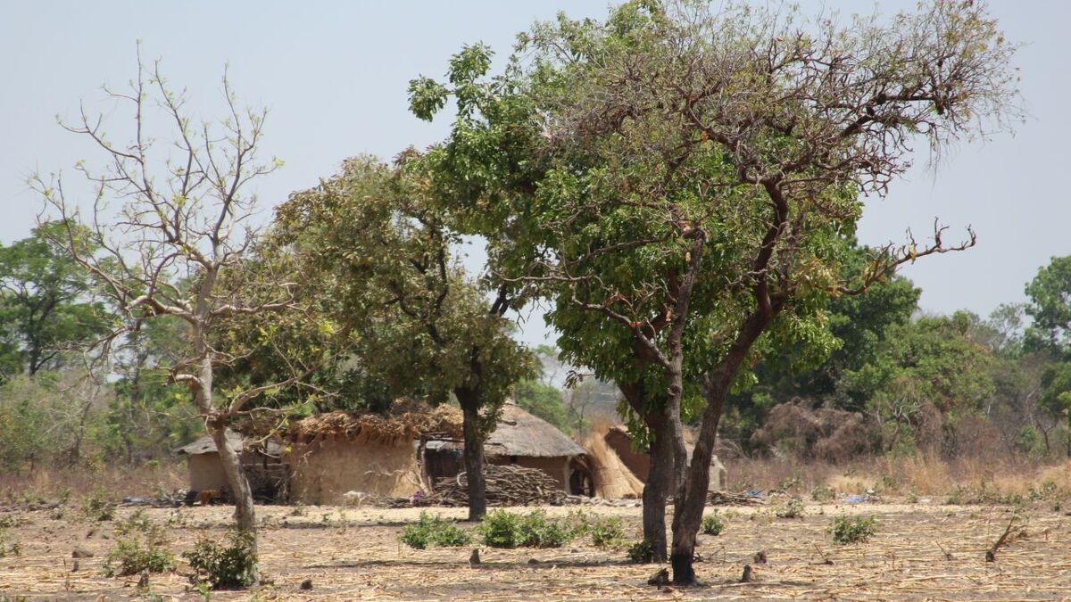 Vegetation in der Sahelzone mit niedrigem Baum- und Strauchbewuchs